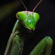 The Female Praying Mantis Was Framed!